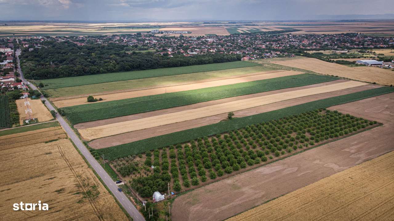 Livadă de nuci altoită și ecologică 2.5ha - Imagine principală: 4/11