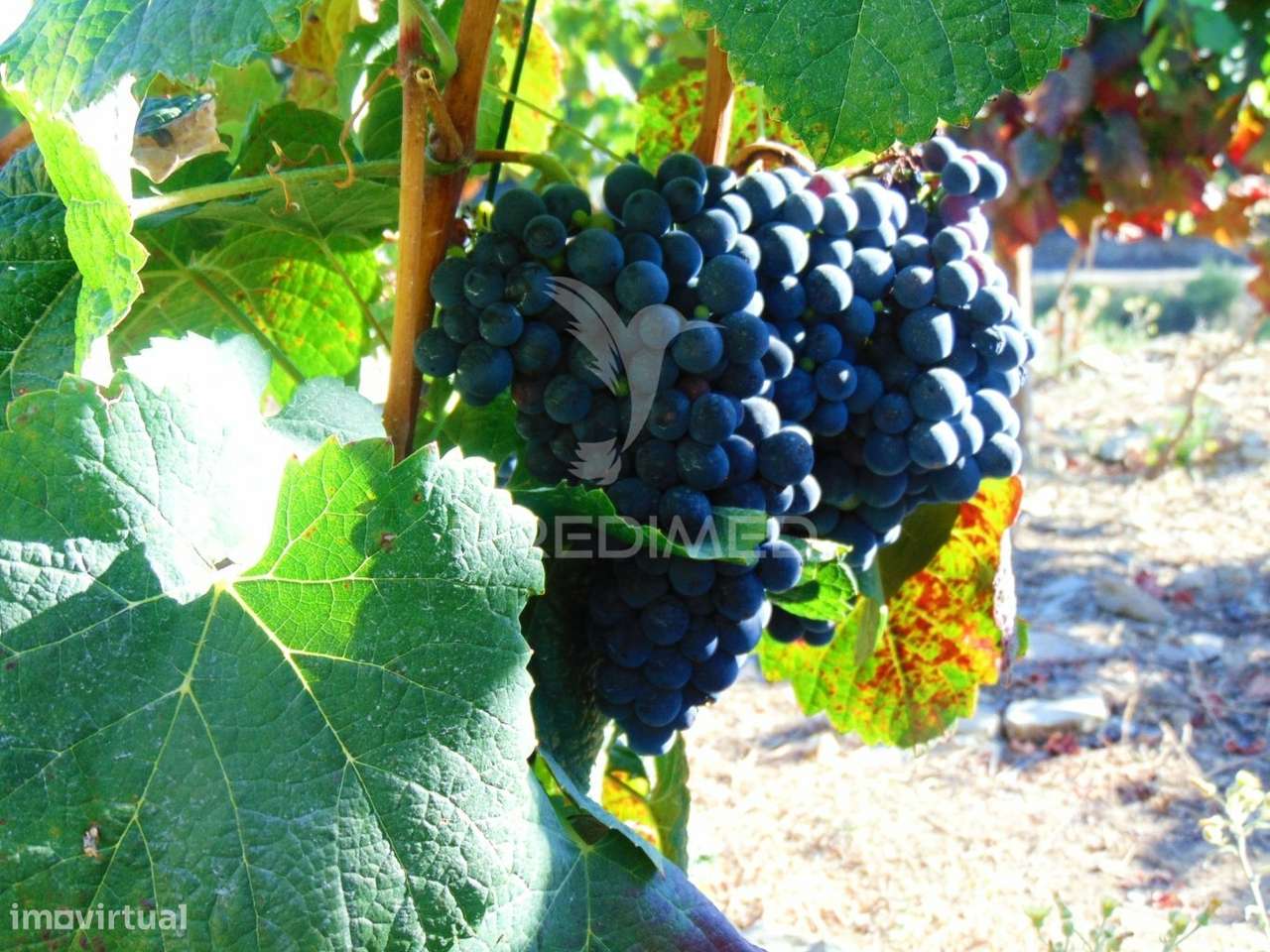 Vinha em produção no Alto Douro Vinhateiro - Grande imagem: 4/36