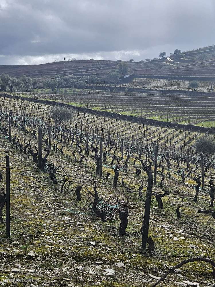Vinhas para venda em Murça - Grande imagem: 5/28