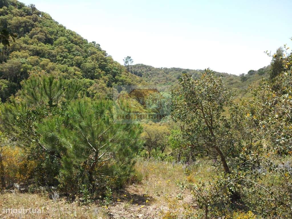 Terreno em São Francisco da Serra a 15 minutos da praia e da aldeia... - Grande imagem: 2/13