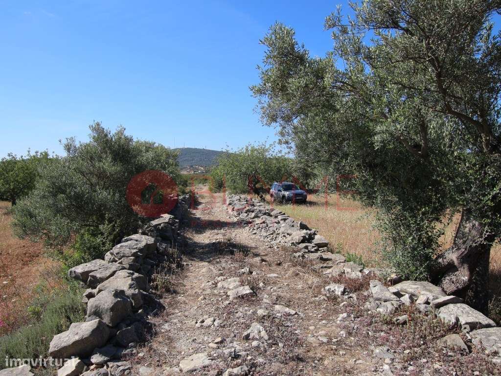 Terreno rústico com árvores mediterrânicas em São Brás de Alportel - Grande imagem: 4/7
