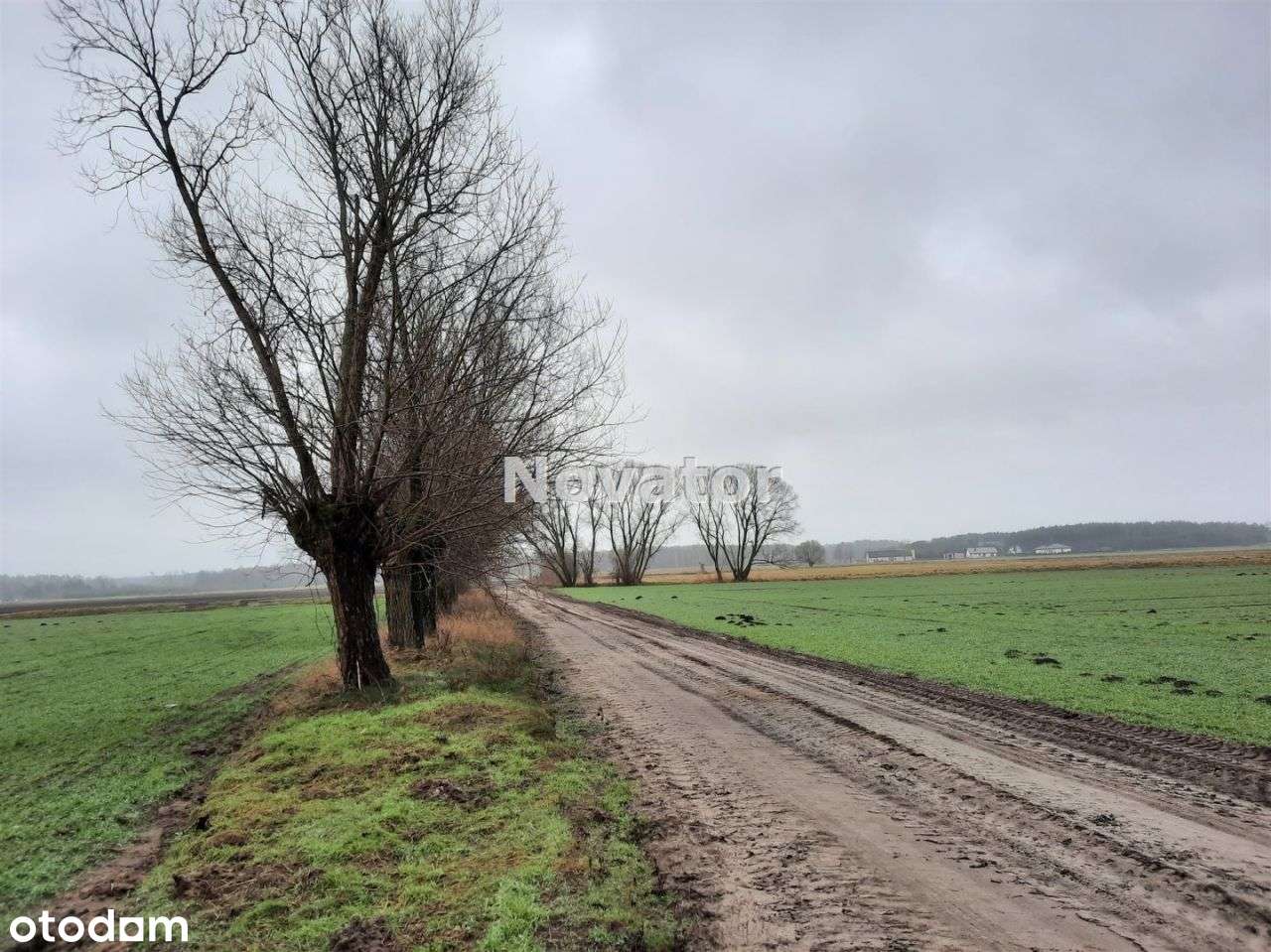 Działka rolna o pow. 3002m2 w Łachowie gm. Szubin - Pełny obrazek: 4/5