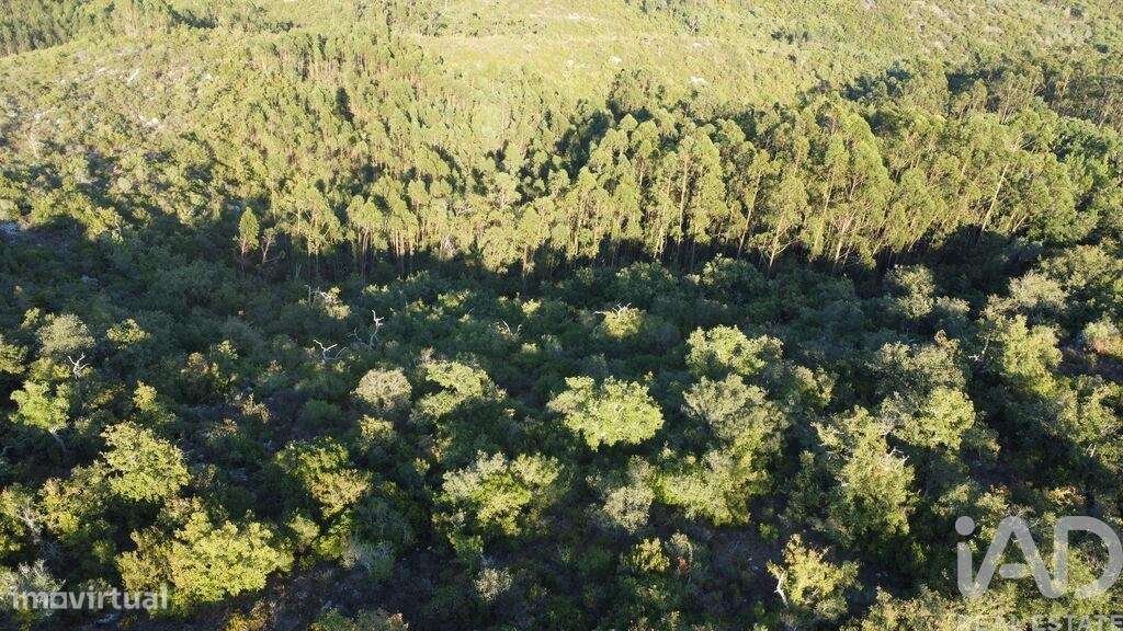 Terreno em Chãos de 14600,00 m2 - Grande imagem: 5/30