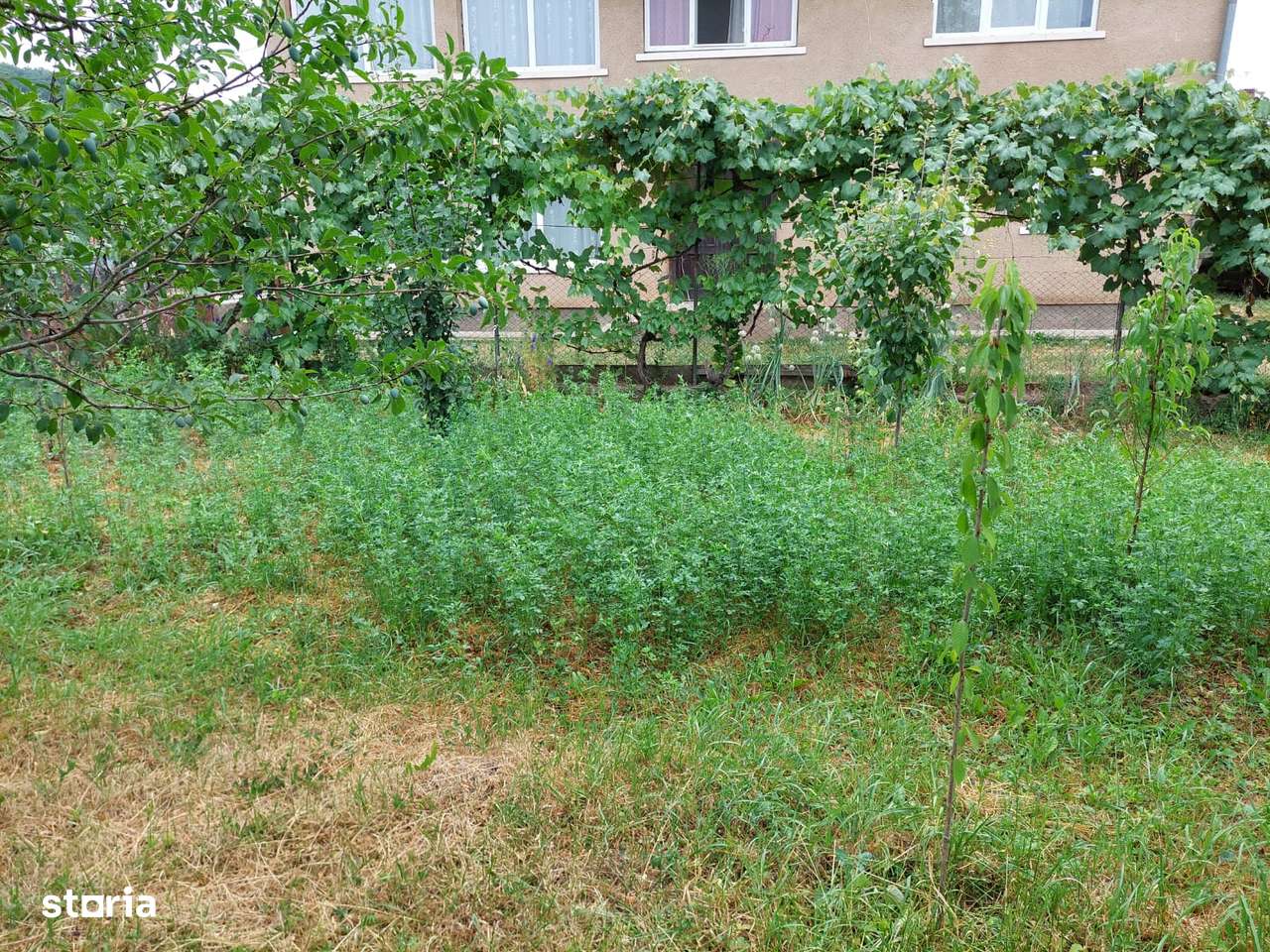 Vând Grădină de 2000 mp în Centrul Satului Cuzăplac la nr 249-5