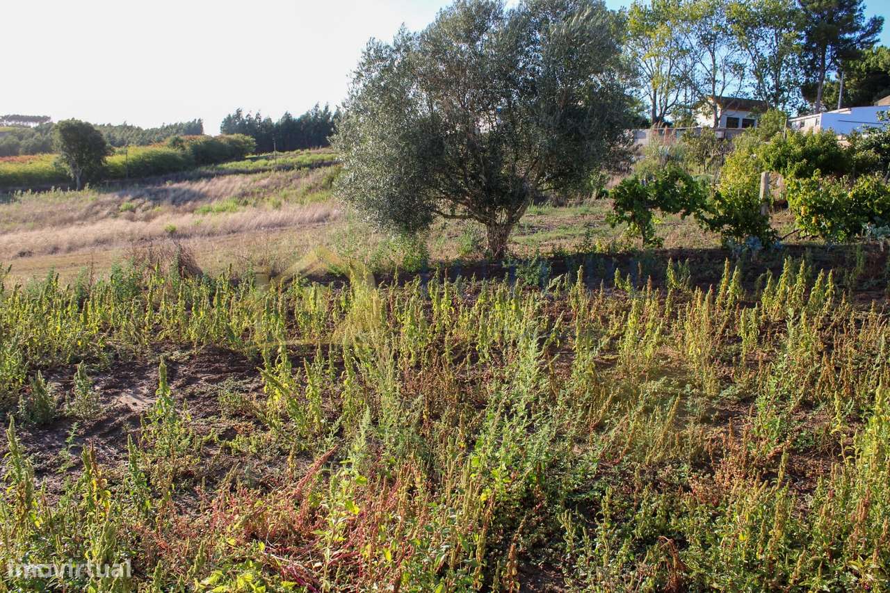 Terreno  Venda em Bombarral e Vale Covo,Bombarral-13