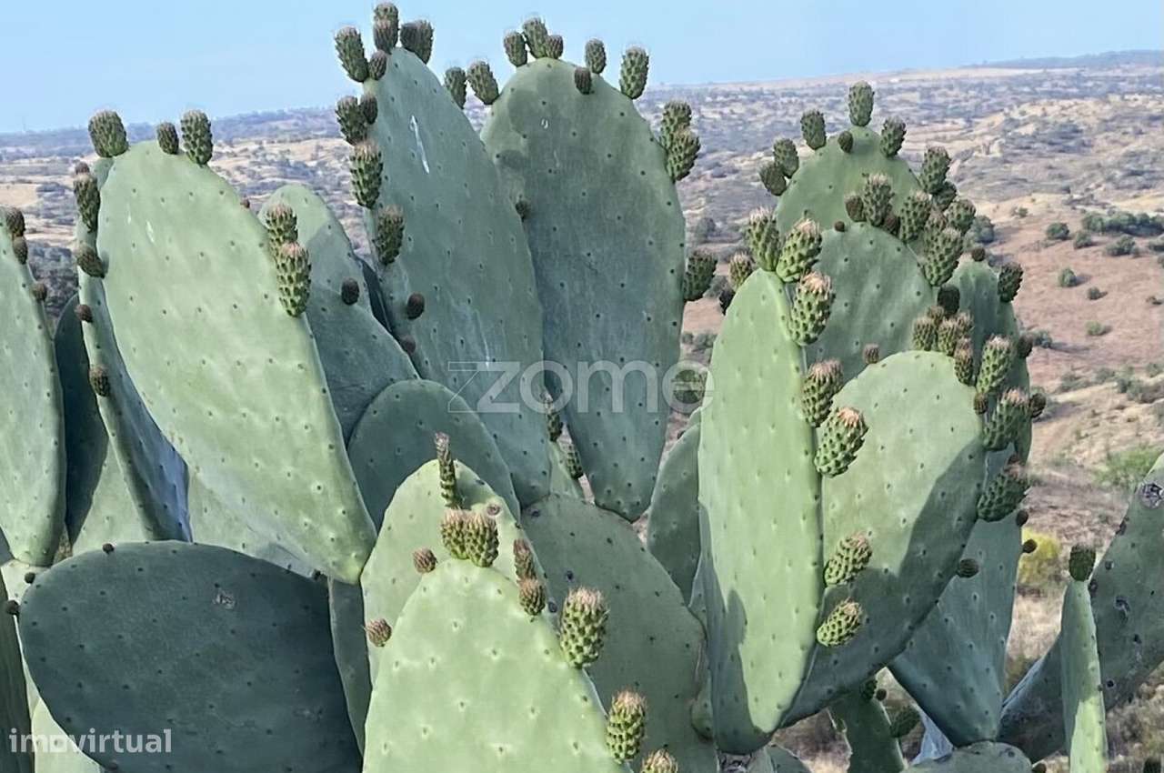 Herdade Vale do Guadiana 25HA-16