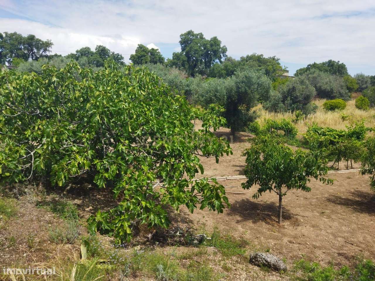 Terreno rústico | Lousa CTB, Castelo Branco-10