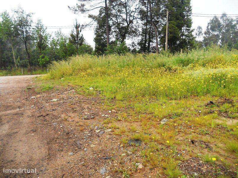 Terreno - Quinta Stª. Justa - Cultura e Pinhal - 6,98 ha - Valongo - Grande imagem: 4/12
