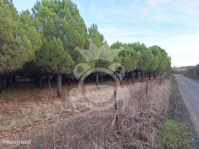 Terreno de 6,1 ha com Ruína-9