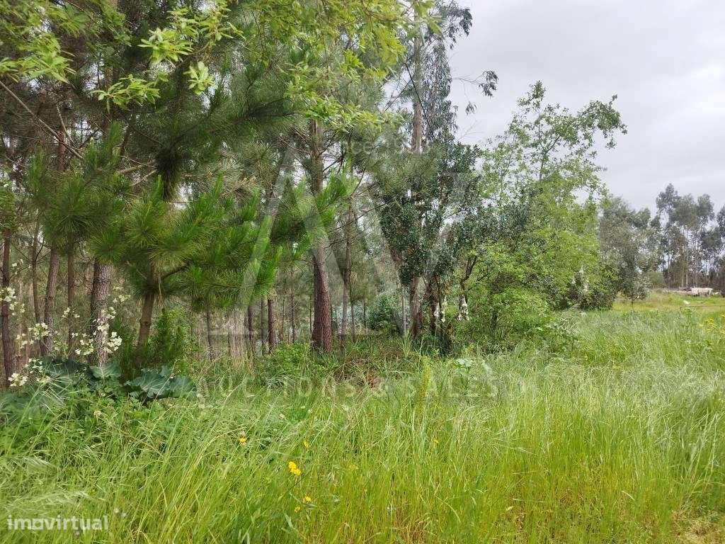 Terreno rústico - POMBAL | LEILÃO ELETRÓNICO| - 20*FEV - Grande imagem: 5/6