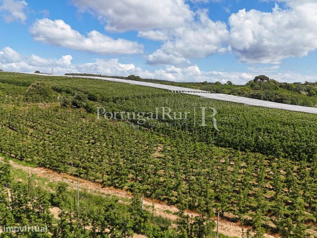 Exploração Agrícola com 37 ha e produção de Pera Rocha no Cadaval-12