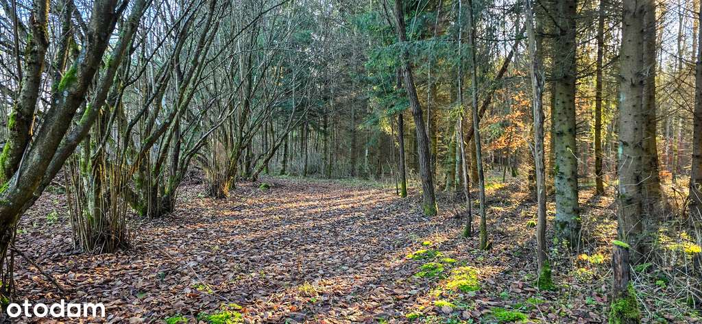 Dom w otoczeniu przyrody, Borki- działka 8497 m2-19