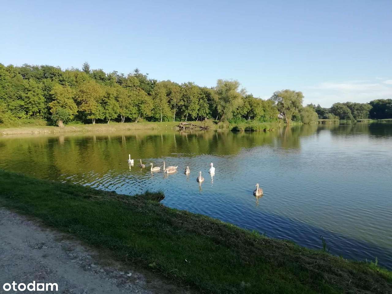 Staw z potencjałem inwestycyjnym – 4,6 ha, Klementowice. - Pełny obrazek: 4/7