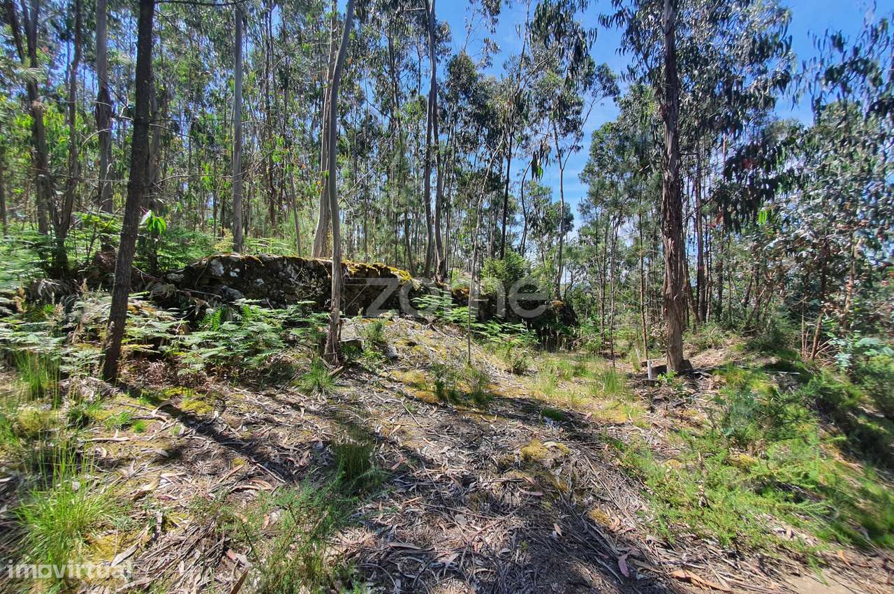 Bouça c/ 14.300m2 em Airó, Barcelos - Grande imagem: 5/38