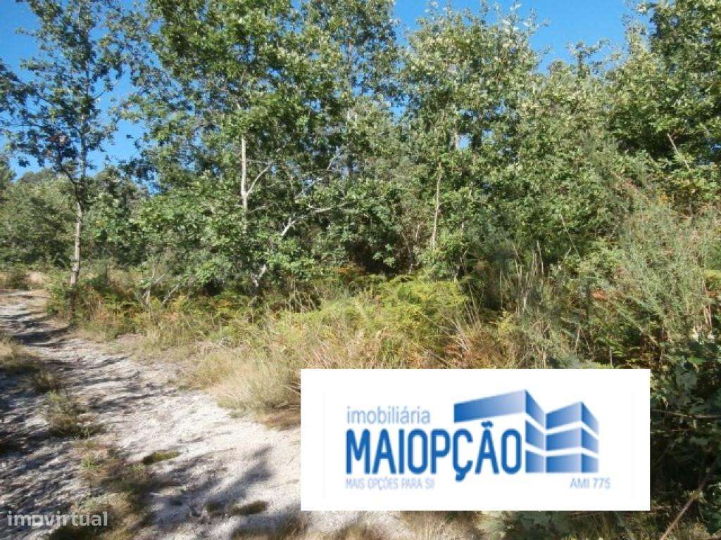 Terreno rústico de mato e pinhal - Grande imagem: 4/6