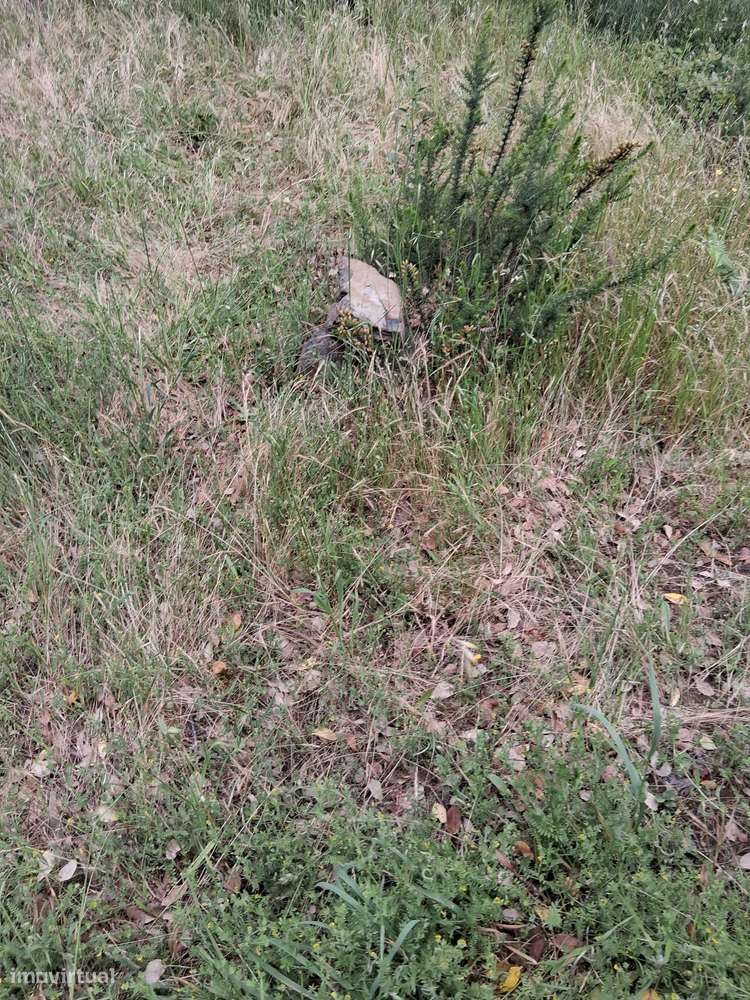 Moradia para Restaurar com Terreno Urbano – Cadaixo, Miranda do Corvo-38