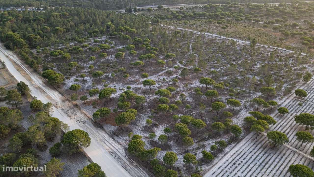Terreno 7.5 ha, Muda, Grandola - Grande imagem: 4/15