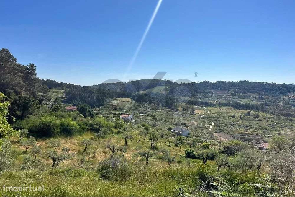 Quinta Rústica em Pegarinhos – Alijó Oportunidade única no coração do - Grande imagem: 4/33