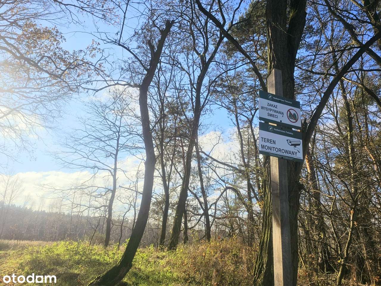 Działka rekreacyjna z laskiem sosnowym. W okazyjnej cenie.-7