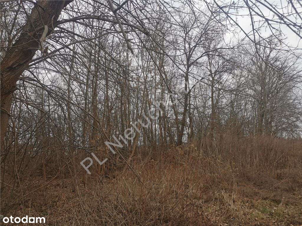 Działka przy drodze asfaltowej - Budy-Grzybek - Pełny obrazek: 4/10