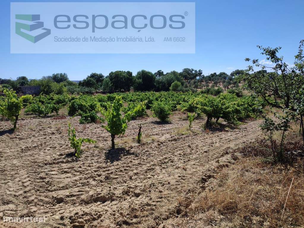 Vinha tradicional murada a pedra - Mata - Grande imagem: 3/5