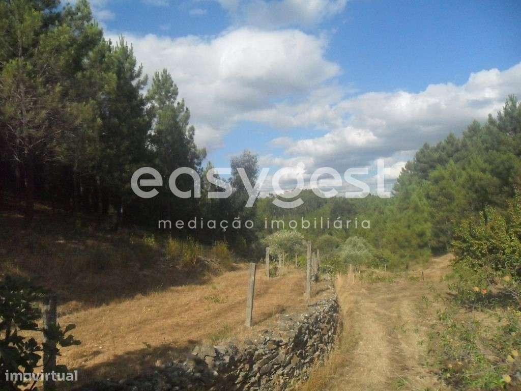 Maravilhoso Terreno Rústico com regadio, olival e vinha - Grande imagem: 4/13