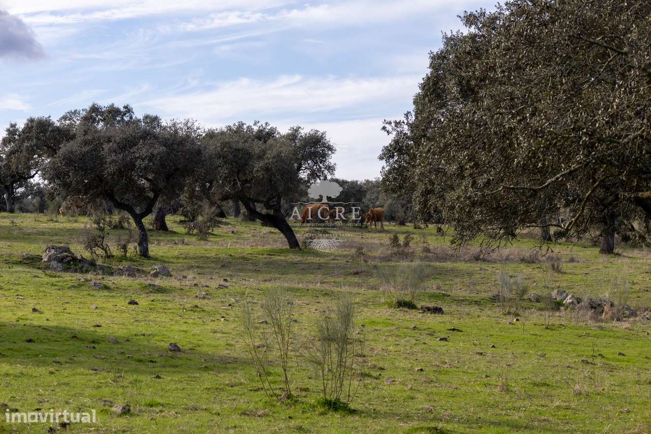 Herdade Alentejo-26