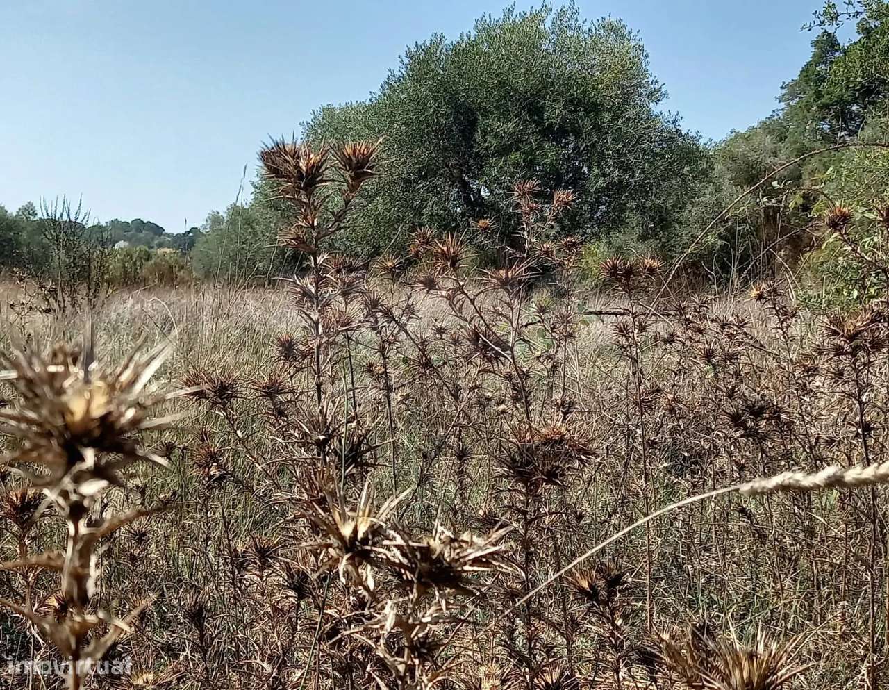Terreno para Construção em Vale do Mouro de Baixo, Melides - Grande imagem: 4/5