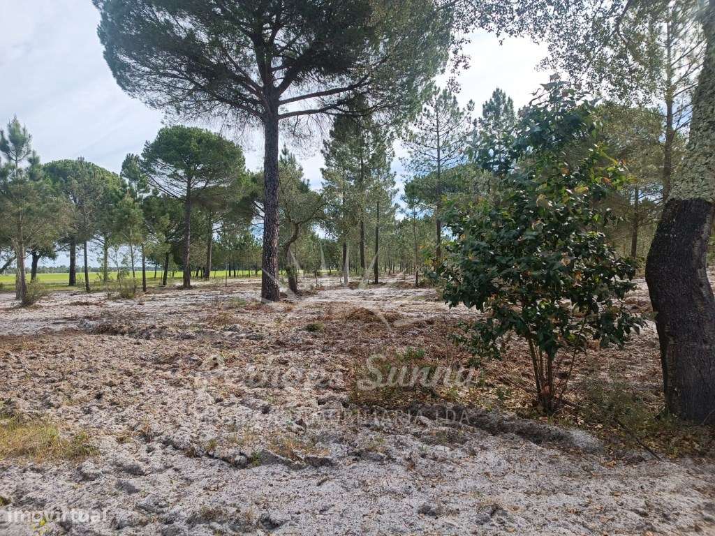 Herdade Bicas - Comporta-15