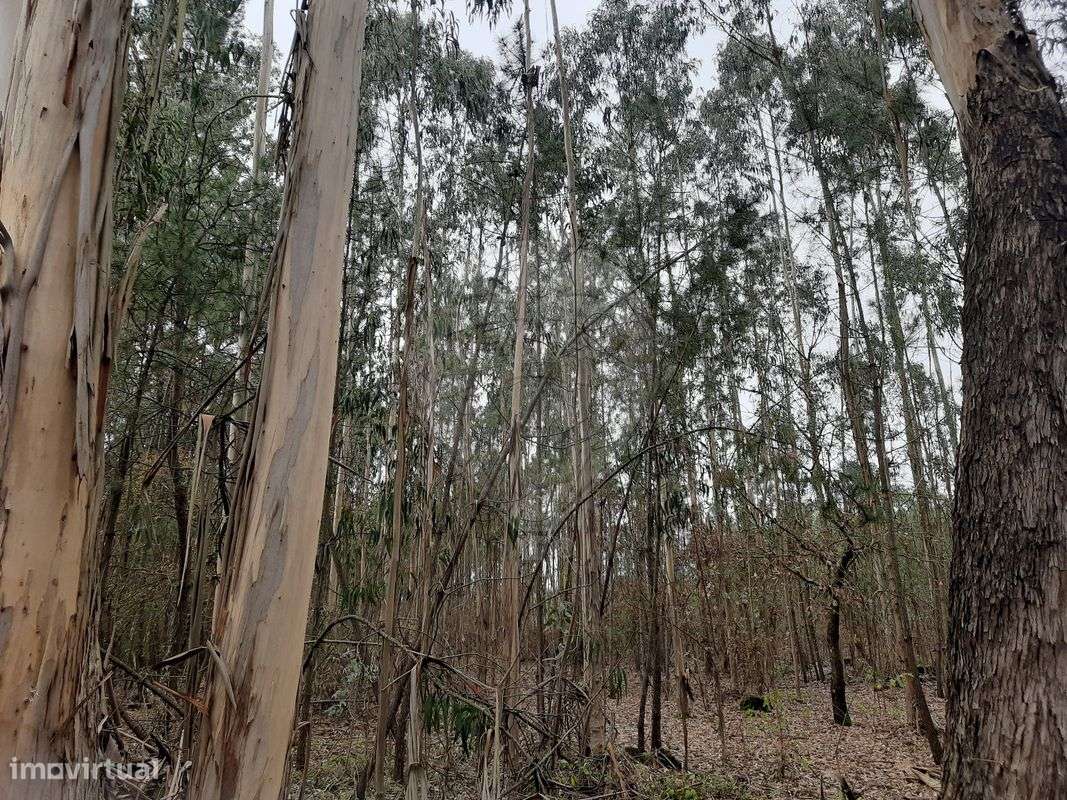 Terreno  para venda - Grande imagem: 2/3