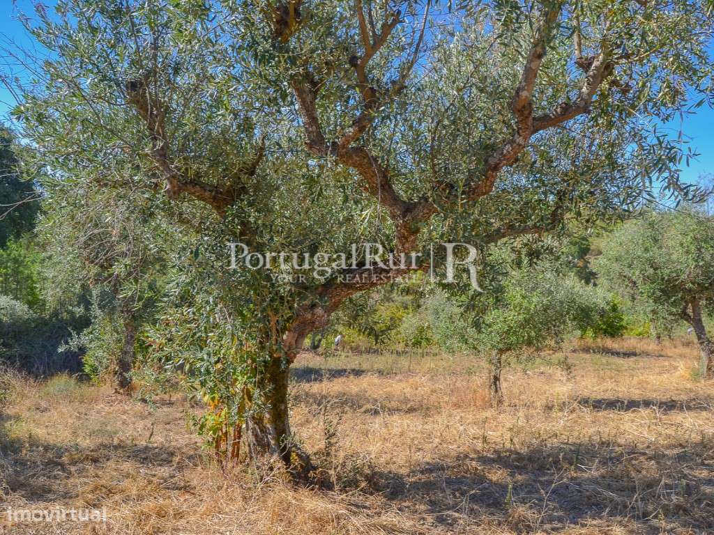 Lote terreno com 870 m² para construção em Proença-a-Nova - Grande imagem: 4/8