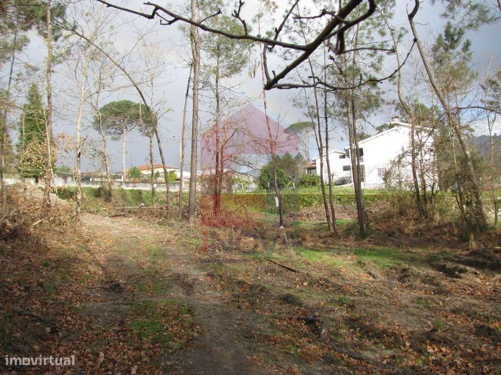 Terreno florestal, Oriz (São Miguel) - Grande imagem: 3/3