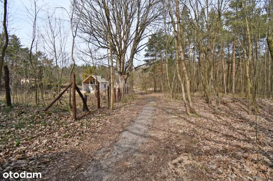 Działka leśna, Ruda ! - Pełny obrazek: 5/13