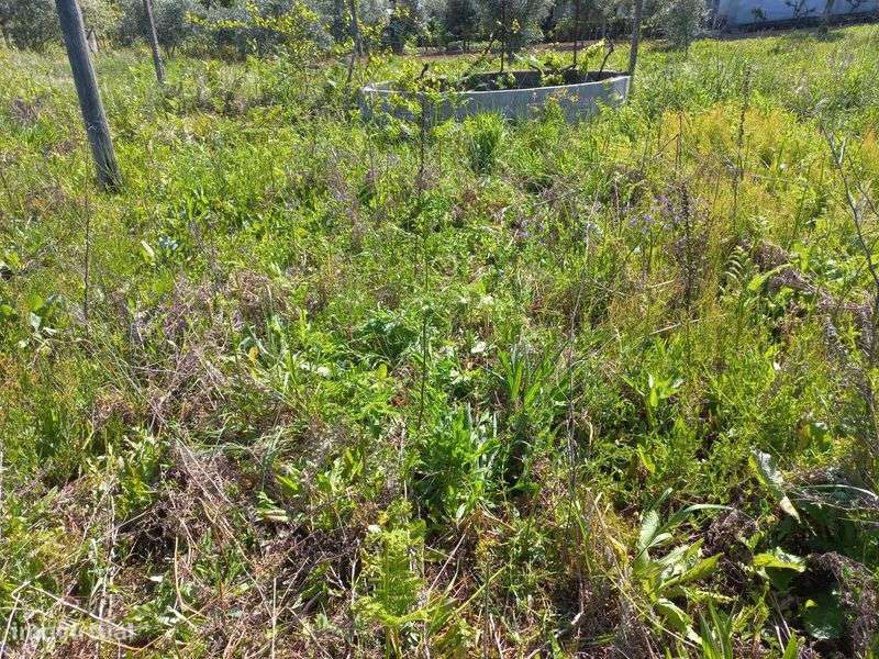 Terrenos nas aldeias do Penedo e Almofala  - Vila de Rei - Grande imagem: 5/6