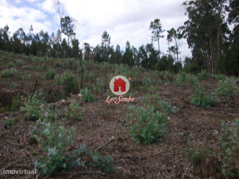 Terreno Florestal de 9.980m2 em Canidelo, Vila do Conde - Grande imagem: 5/5