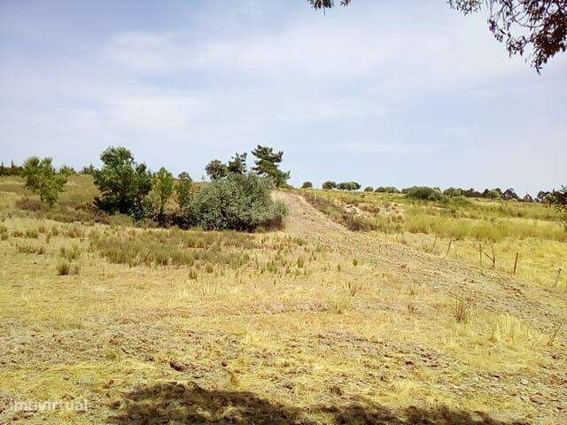 Terreno rústico com 18 ha, Lardosa - Grande imagem: 5/10