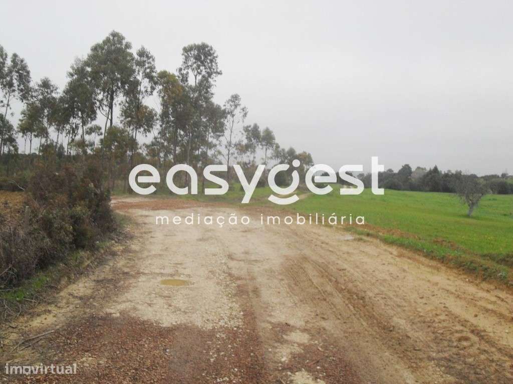 Terreno rústico com 9480M2 em Bairro D. Constança, Tremês. - Grande imagem: 4/11