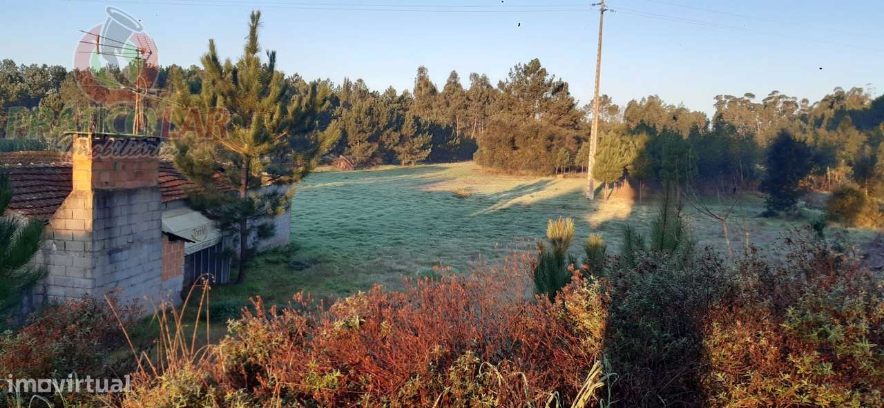 Terreno c viabilidade p construção Oliveira do Bairro - Grande imagem: 3/11