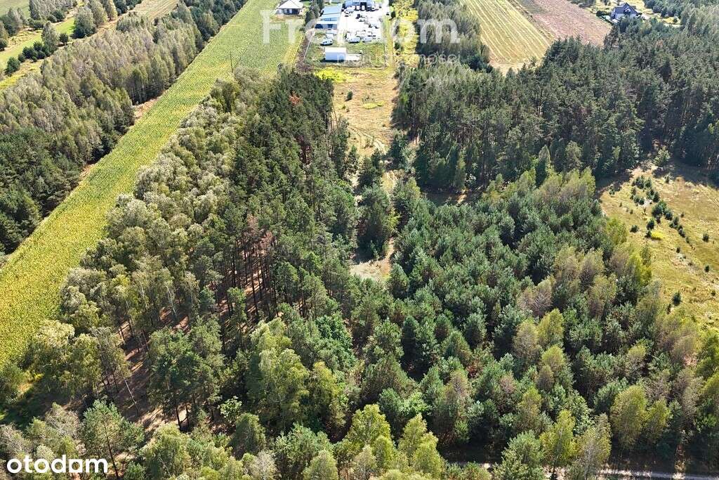 Działka 31,4 ar przy ul. Sosnowej w Dąbrówce Ług - Pełny obrazek: 4/7