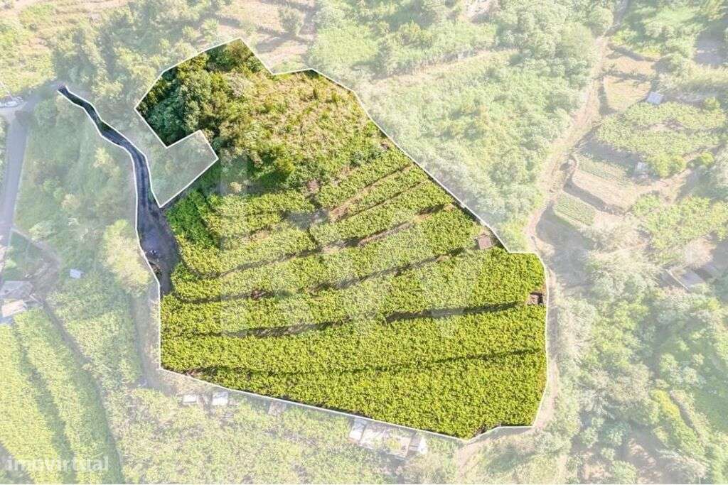 THE VINEYARD -- SÃO VICENTE MADEIRA | OPORTUNIDADE DE INVESTIMENTO - Grande imagem: 4/32