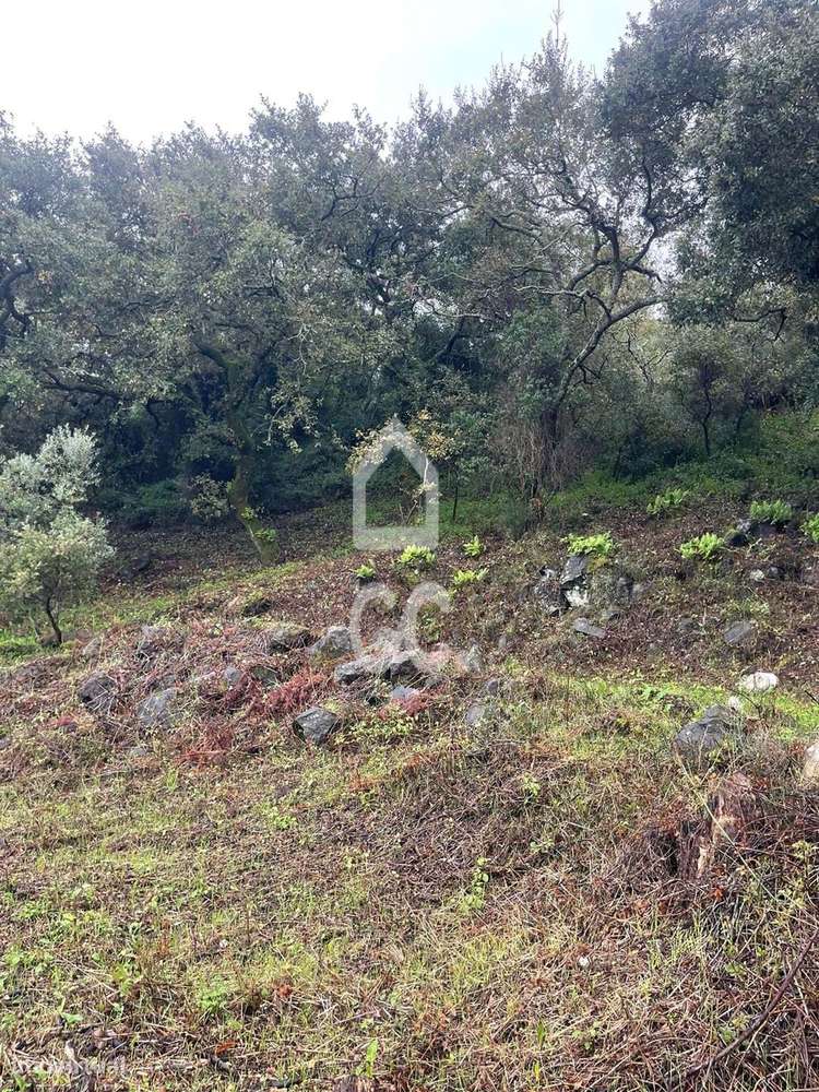 Terreno com poço legalizado e várias árvores de fruto-6