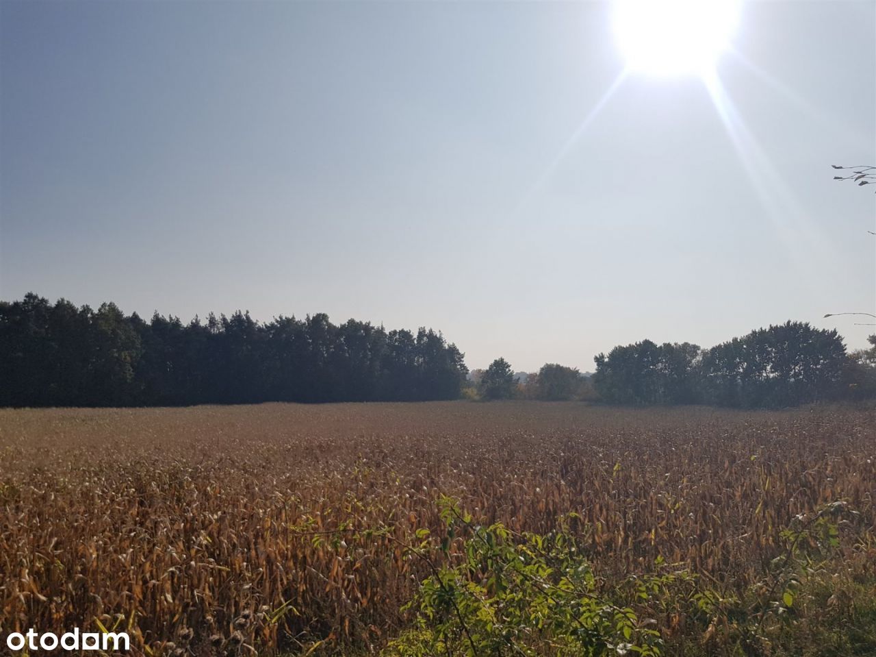 Na Sprzedaż Działka Z Lasem I Linią Brzegową