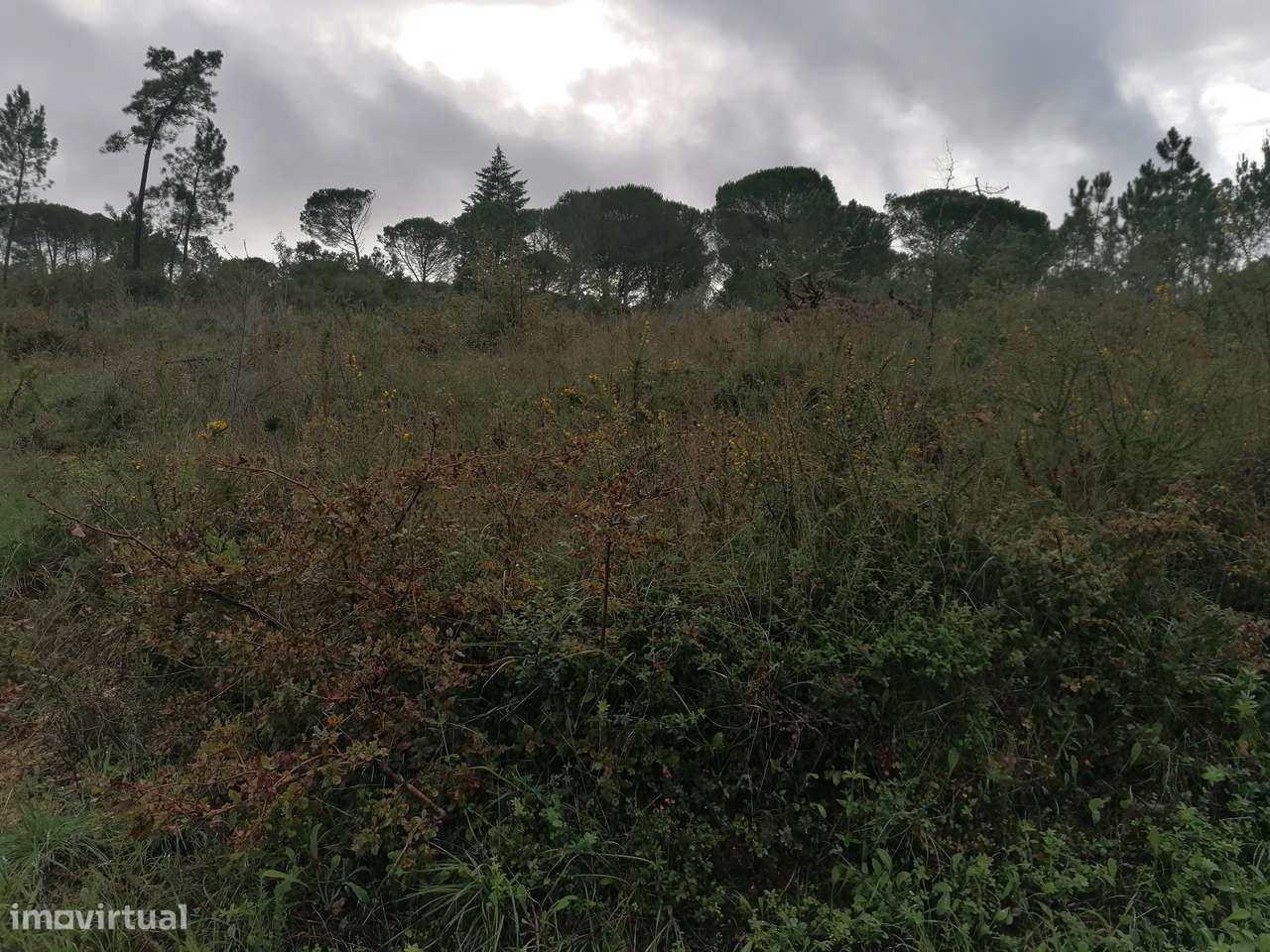 Terreno Rústico em Cernache - Grande imagem: 2/4