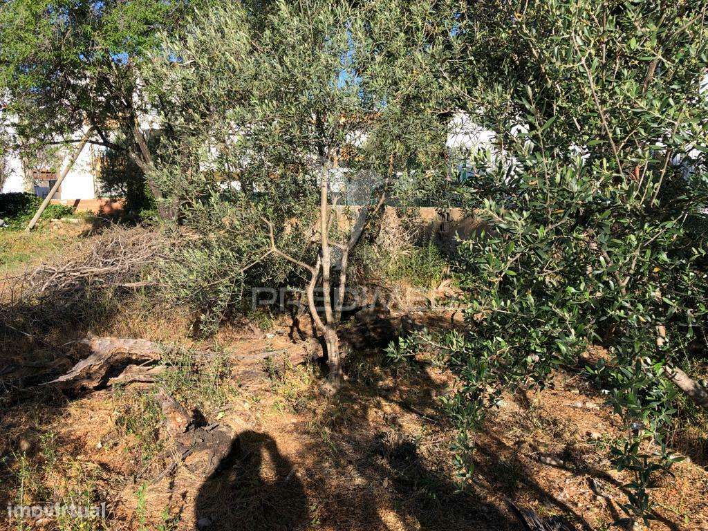 Terreno para Construção de Prédio - Grande imagem: 5/12