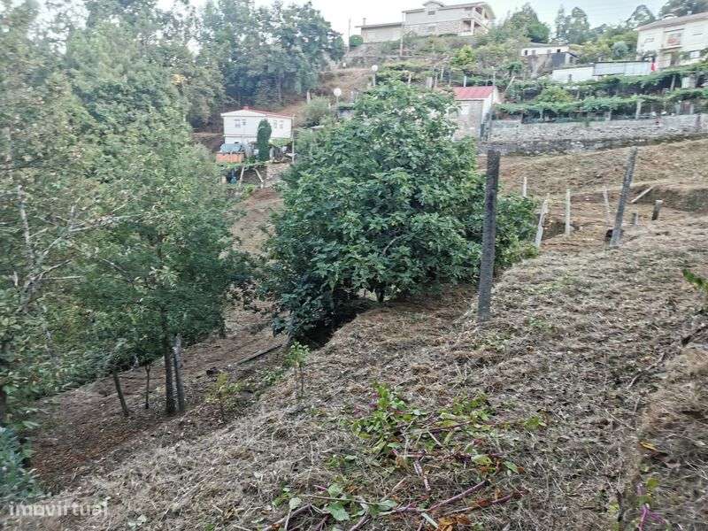 Terreno Quinta Vale Cambra Costa Anelha 0,5HA - Grande imagem: 5/8