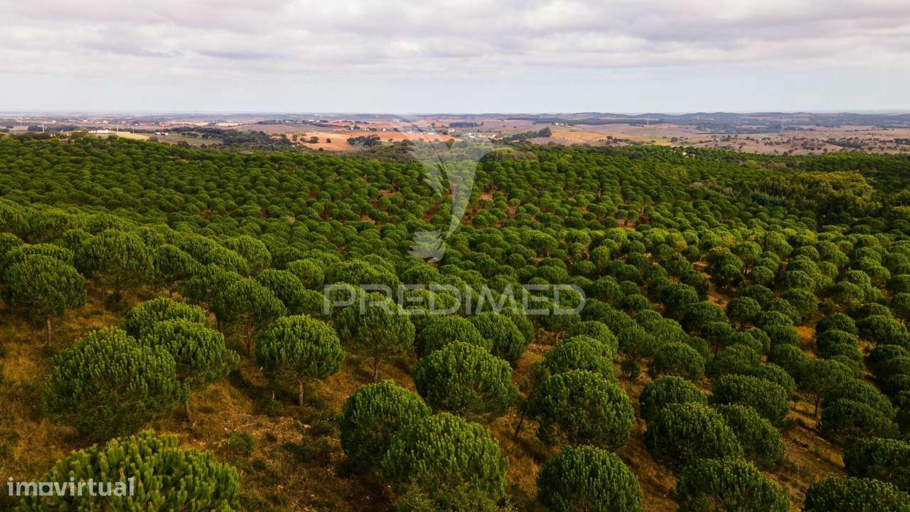 Herdade 67ha Cercal do Alentejo, viável turismo - Grande imagem: 4/14