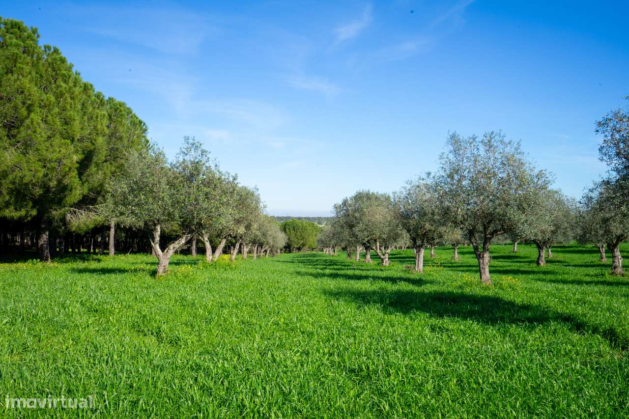 MONTE ALENTEJANO NO ALANDROAL, ÉVORA-12