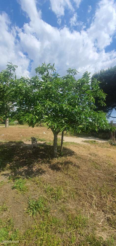 IMPERDÍVEL  Quinta em Foros do Carrapatal, Canha Montijo 51.000m2-10