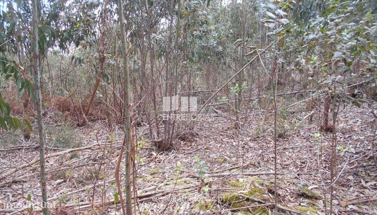 Venda de Terreno florestal, Carreço, Viana do Castelo - Grande imagem: 5/26