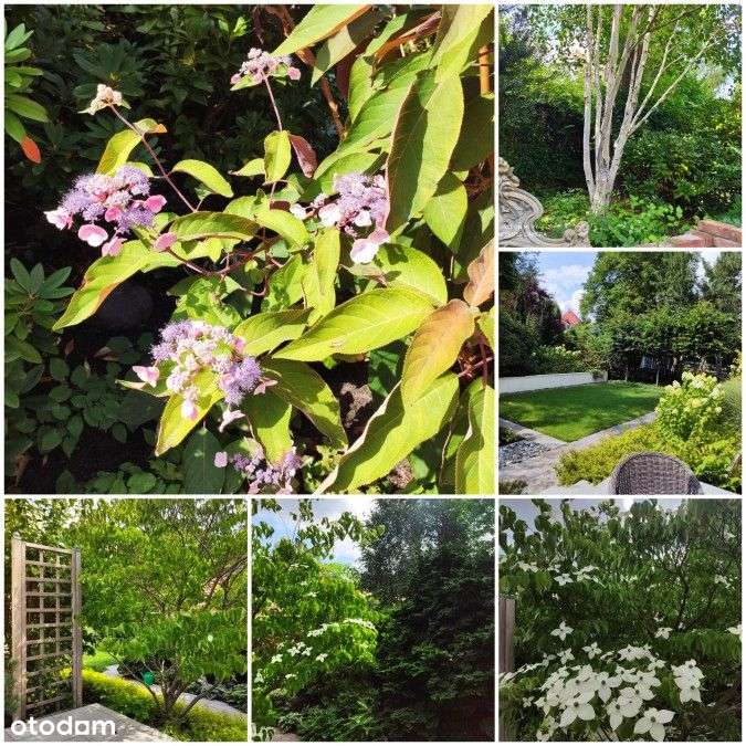 Dom, 220 m², Szczecin-17